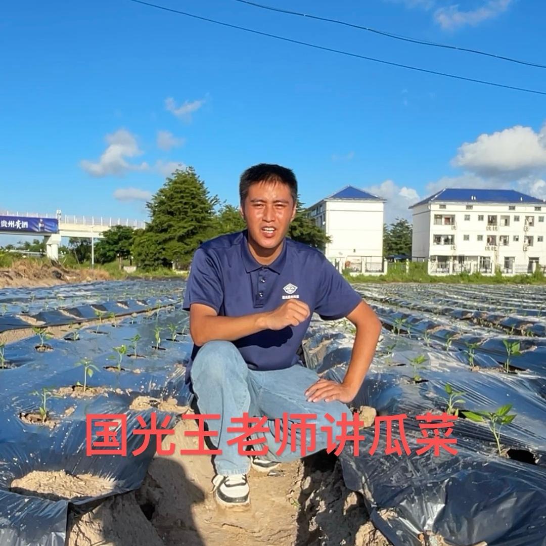 国光王老师讲瓜菜