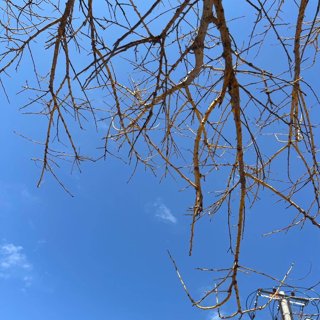 青梅煮酒（涨粉中）
