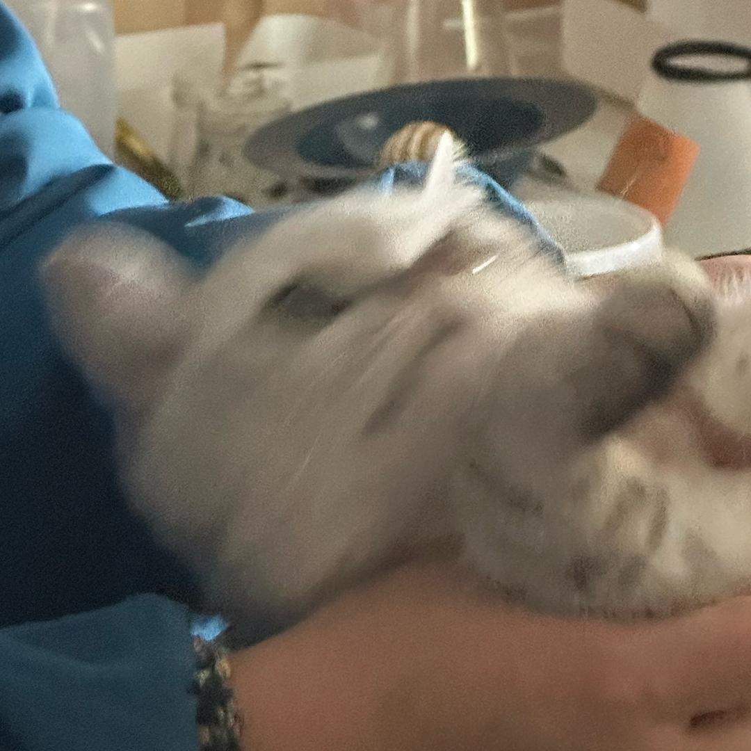 Kitty