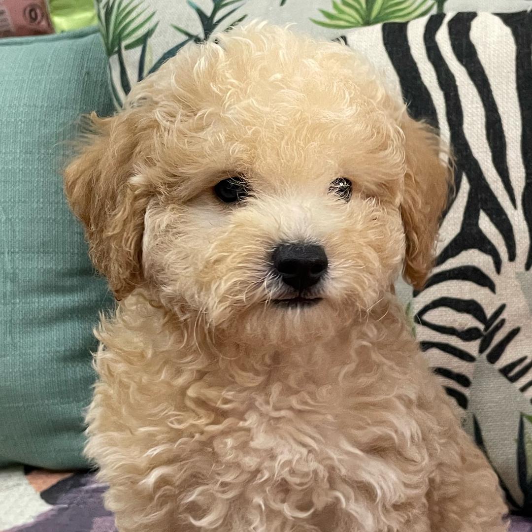 奖状傻🐶灵灵皮😼