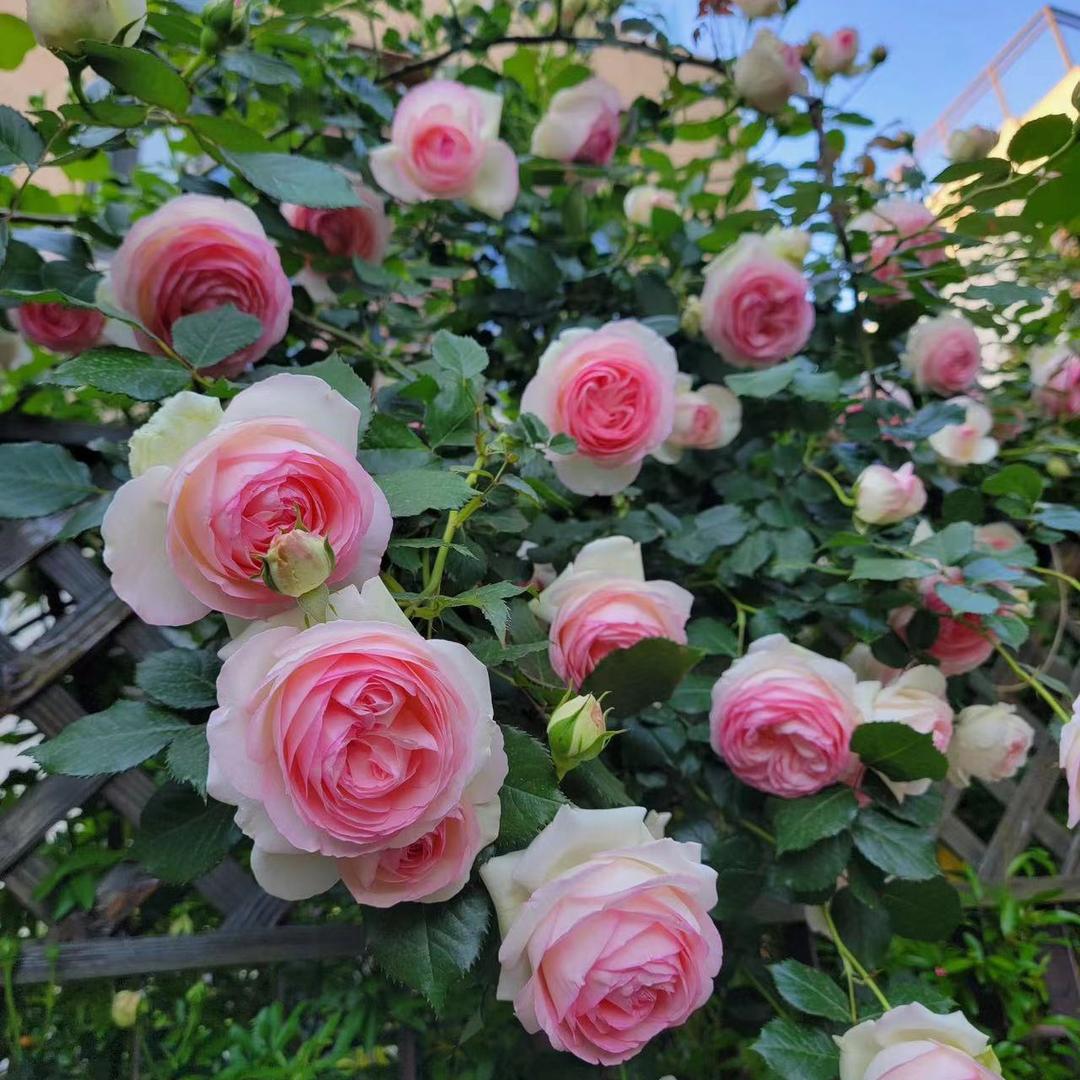满花恋月季苗圃