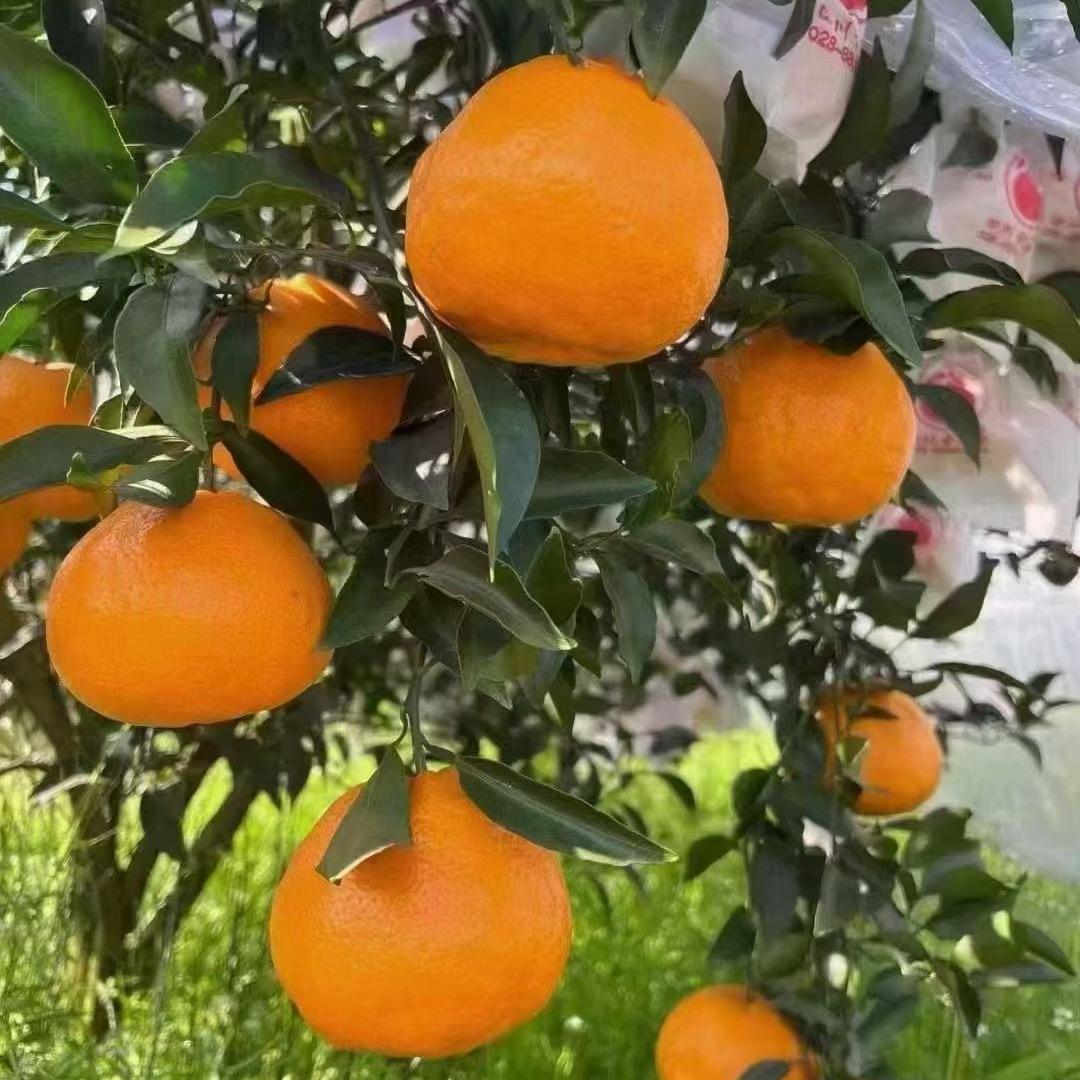 产地柑橘代办小田