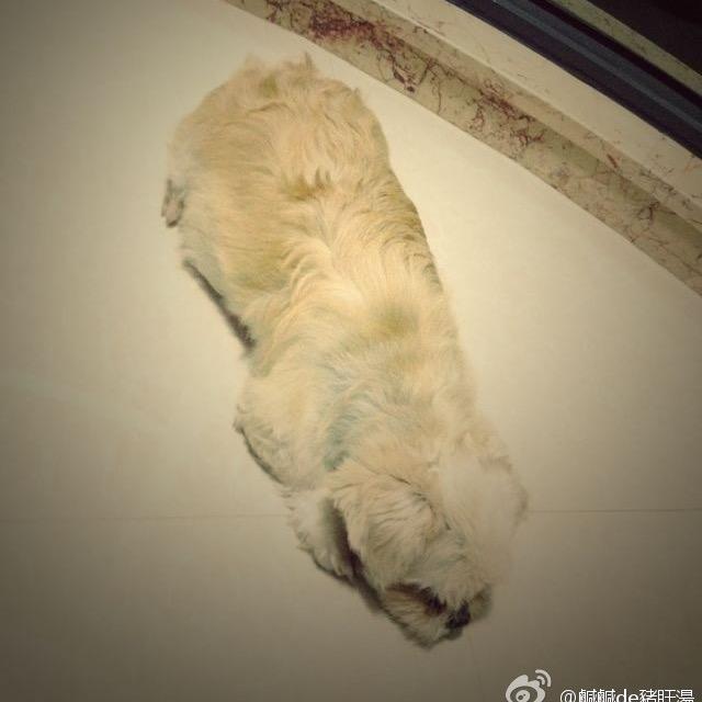 你好小葱花