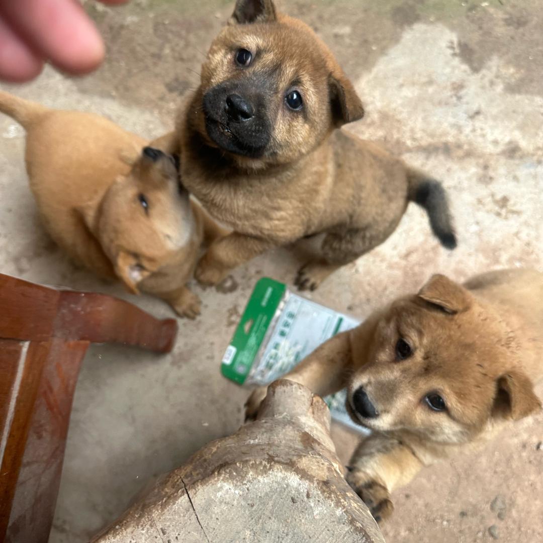 被小狗治愈的日常