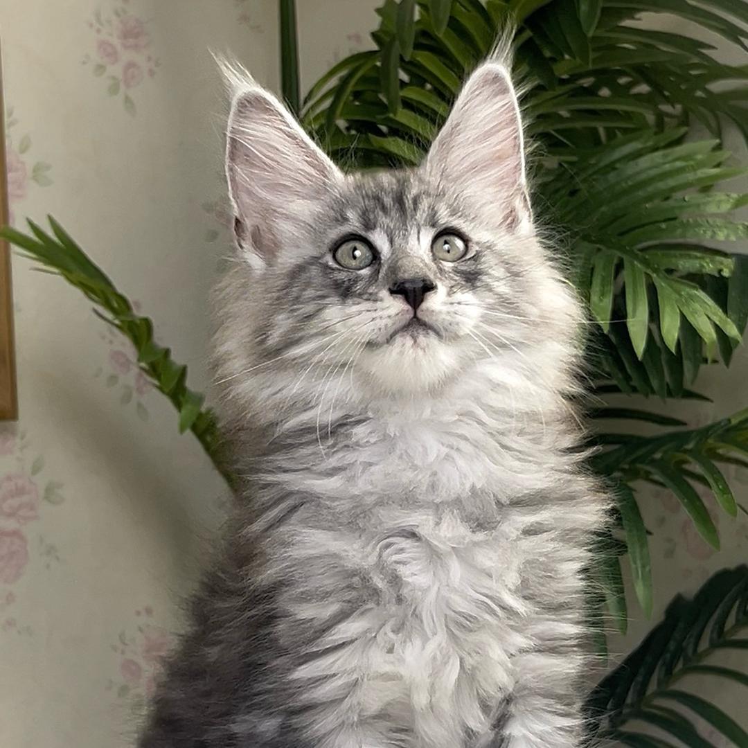 卖缅因的小女孩.