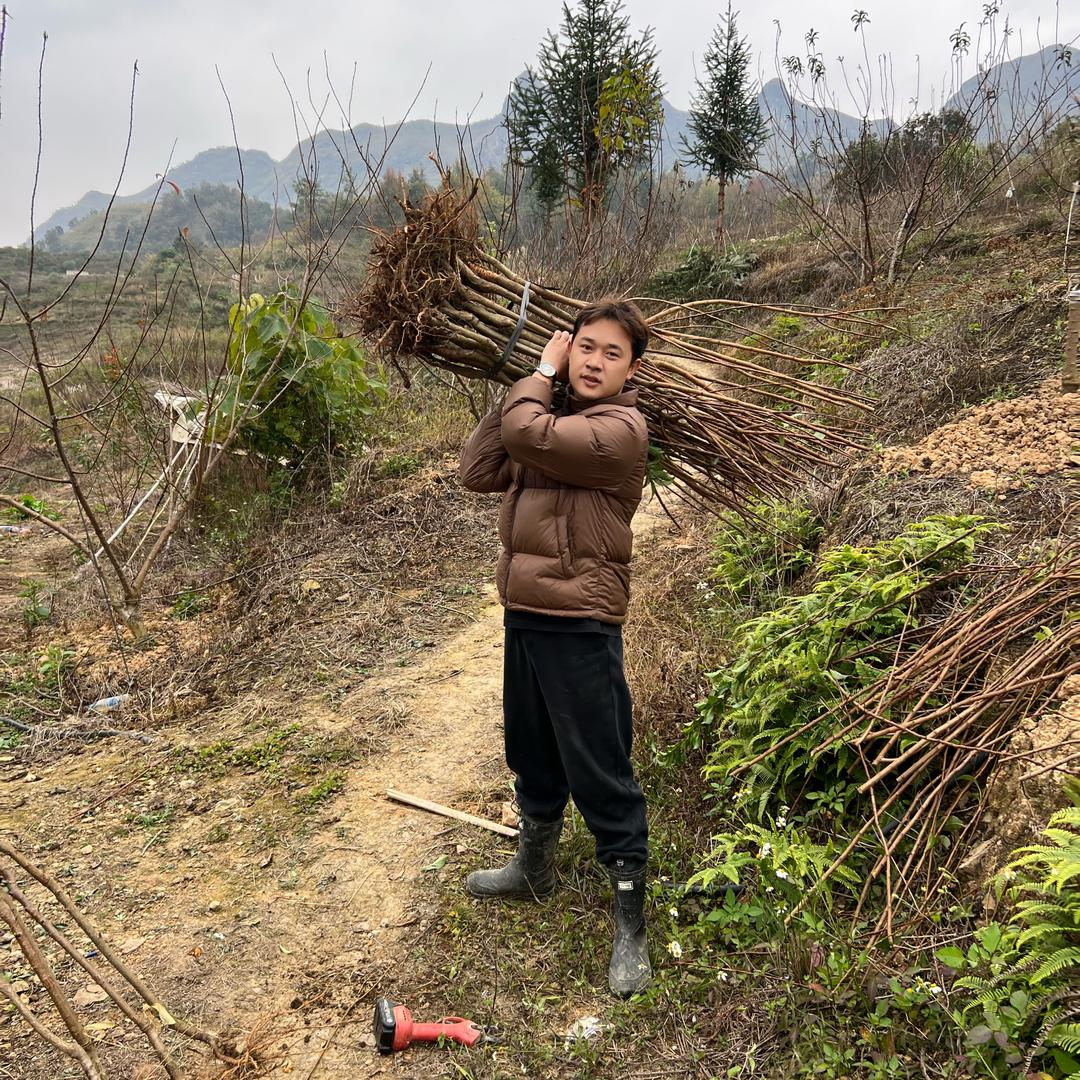 慕栢森江丰禾果树苗木专卖店
