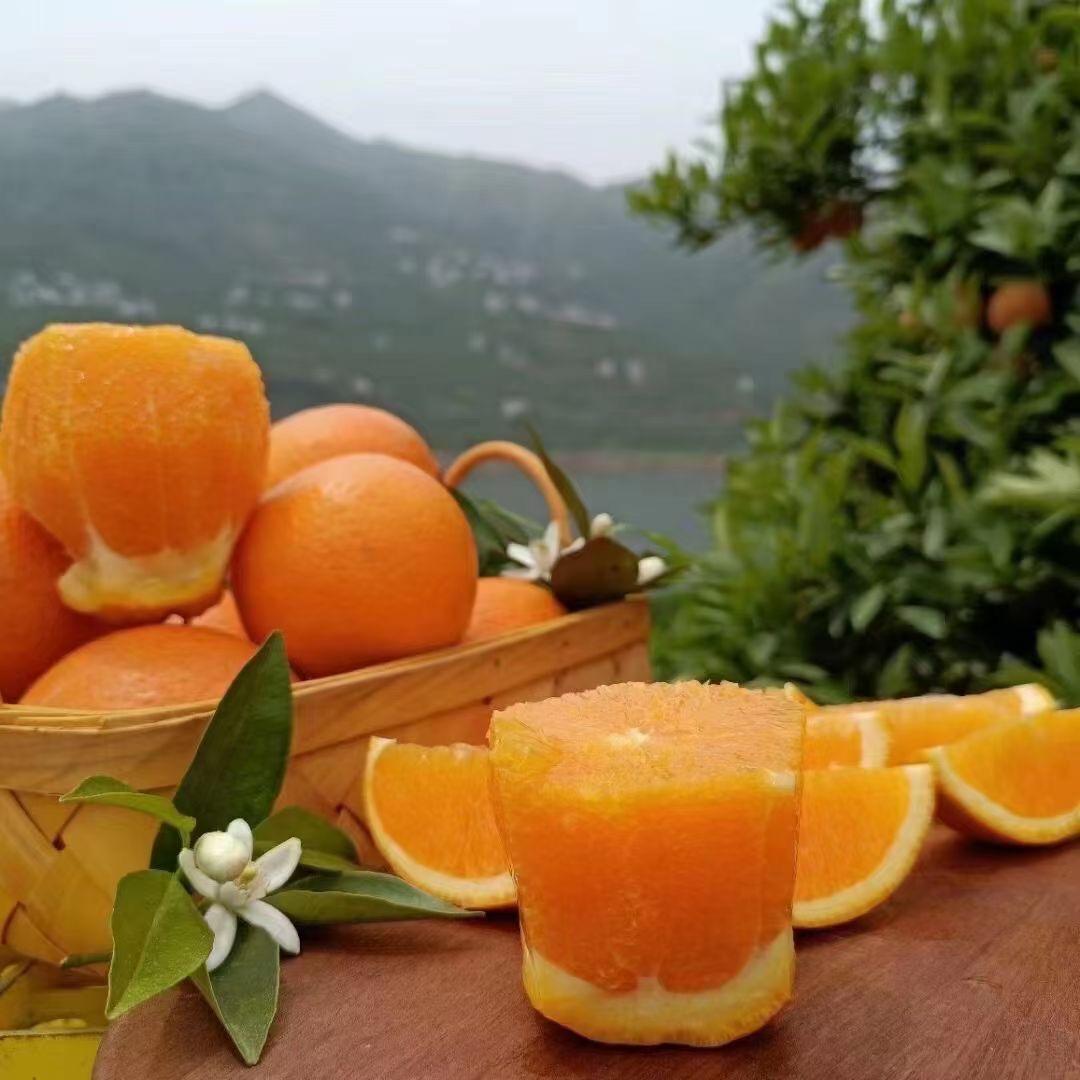 秭归橙🍊