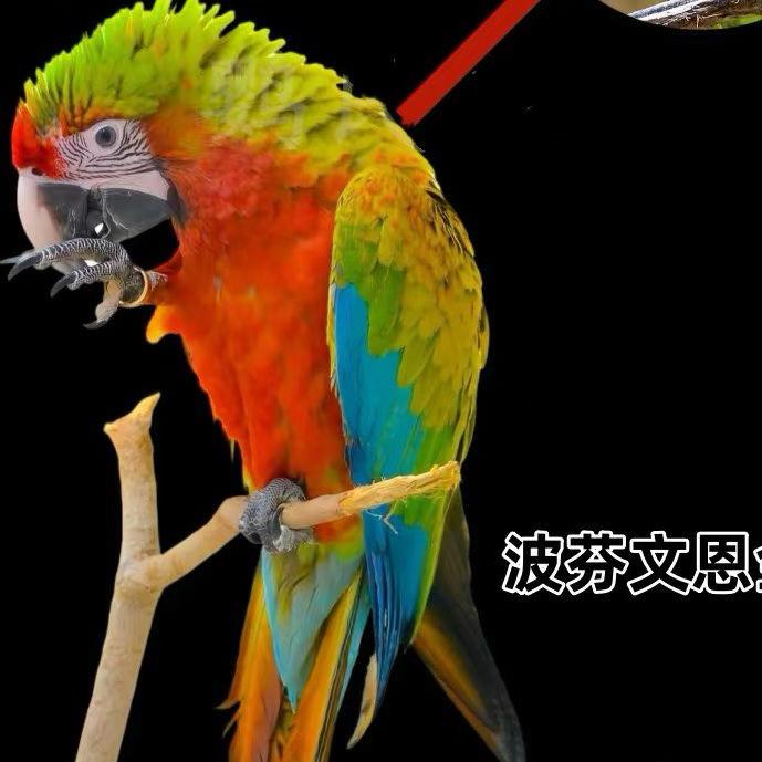 我是一只小小鸟