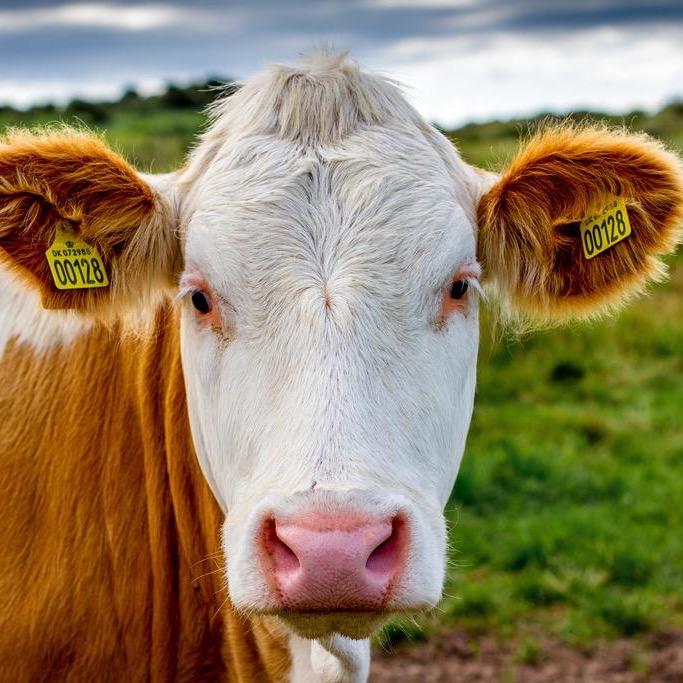 大宋说牛(团队招人)