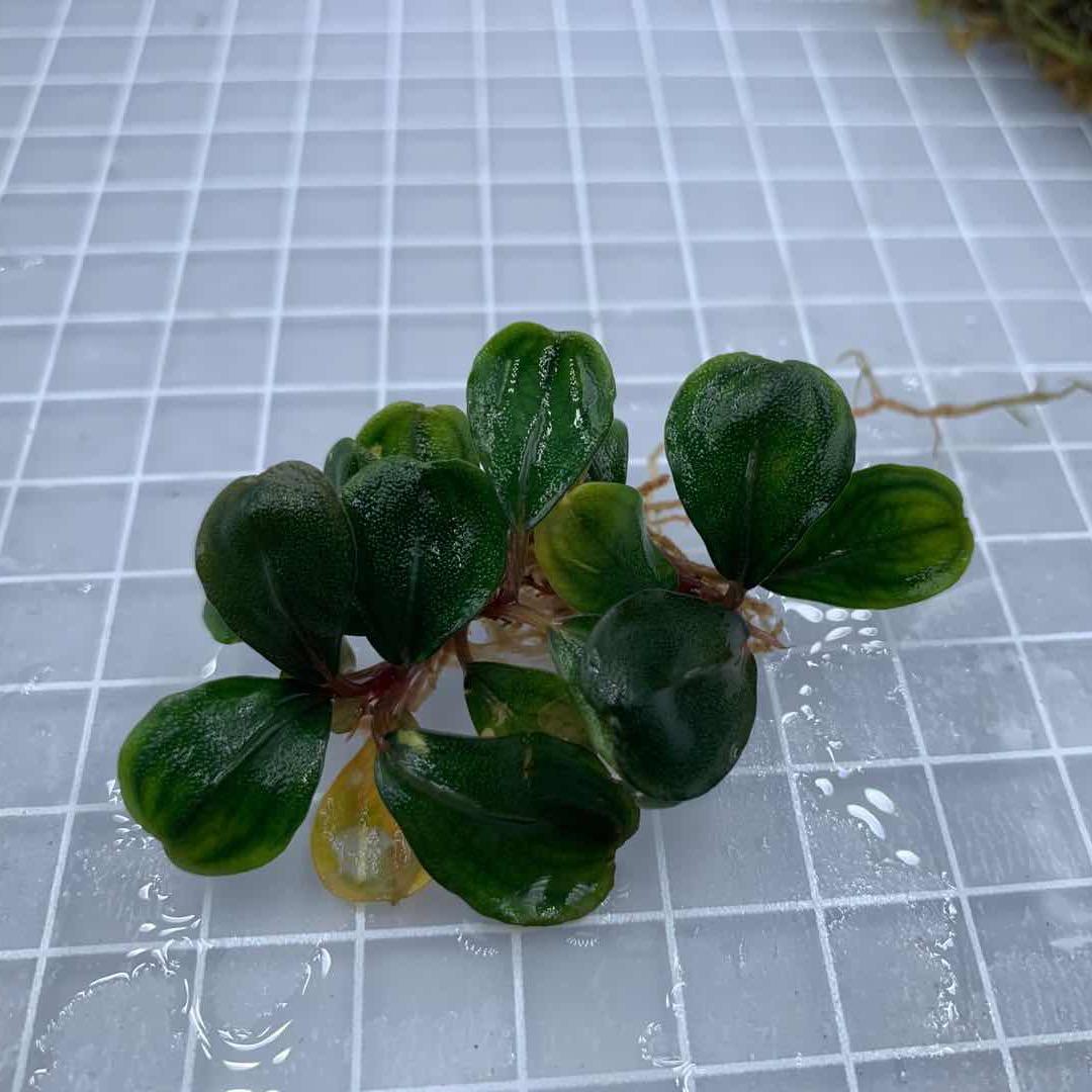啊廖君辣椒榕