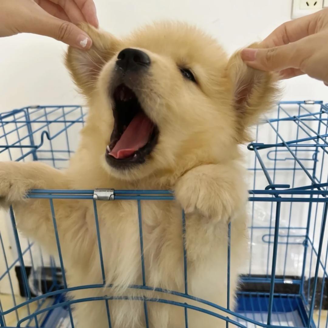 戚七七