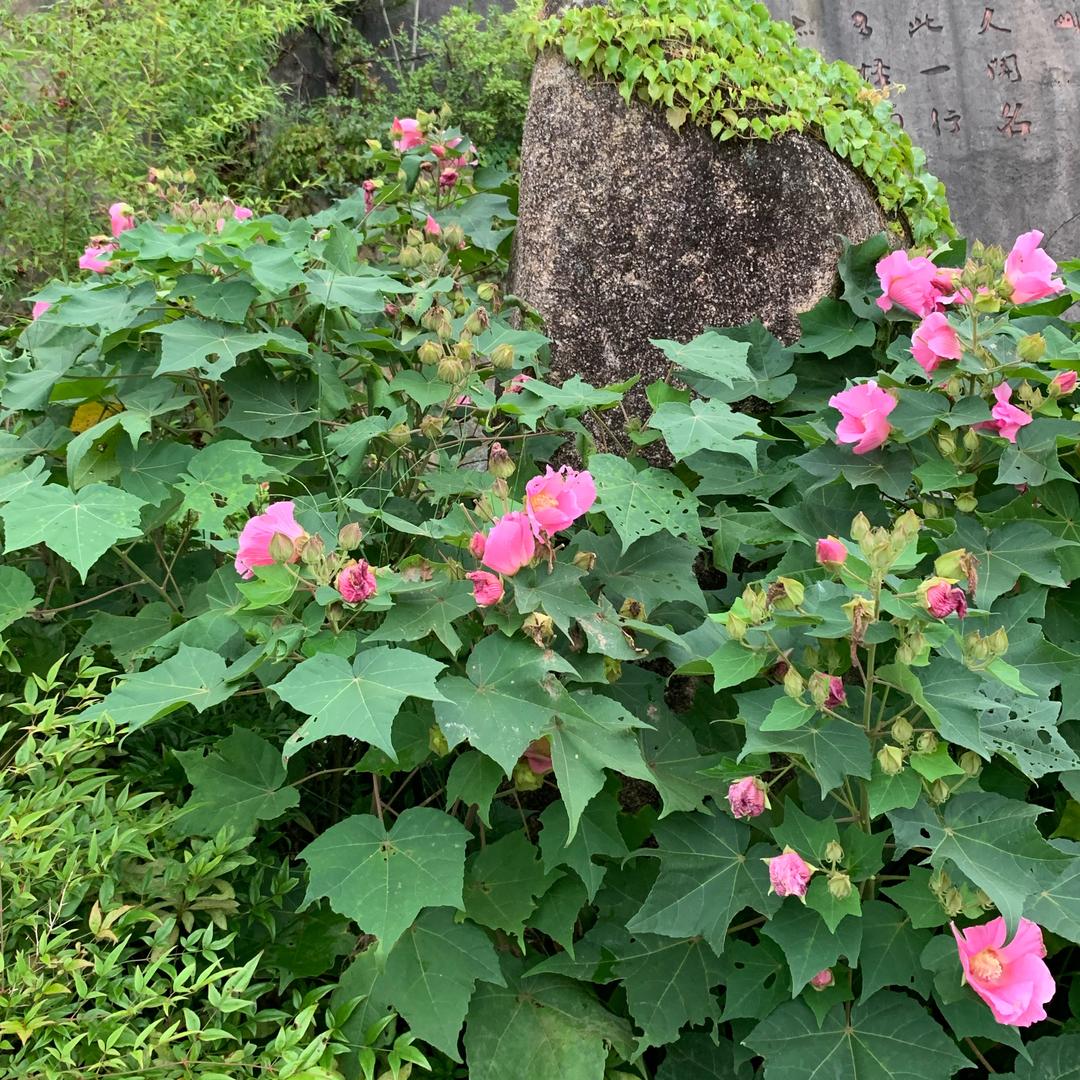 啊明聊直播（20:30）