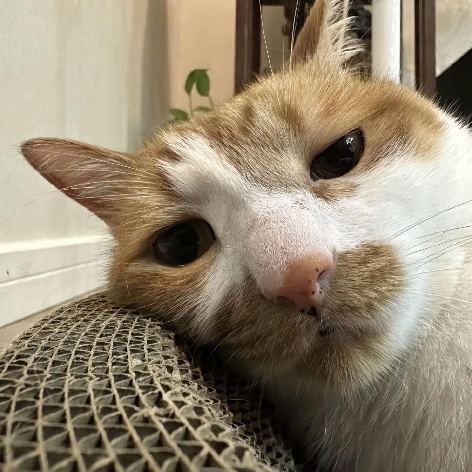 懒洋洋的熊二