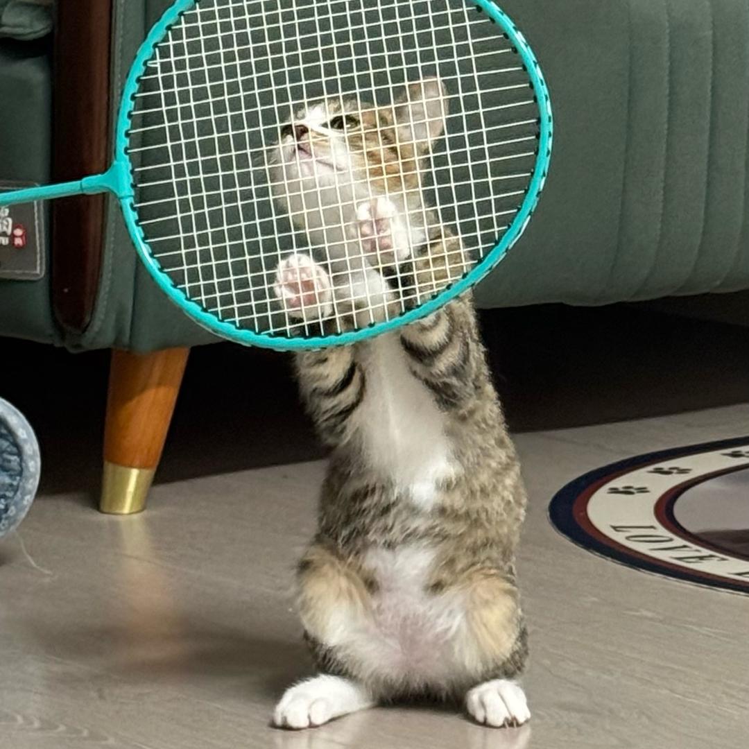 胖虎是只猫