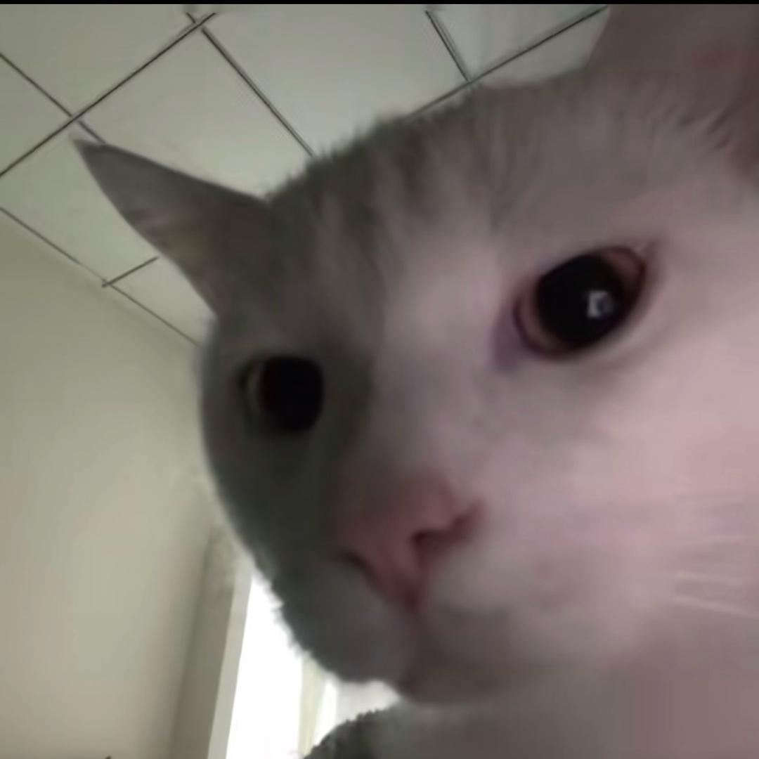 北巷南猫头像