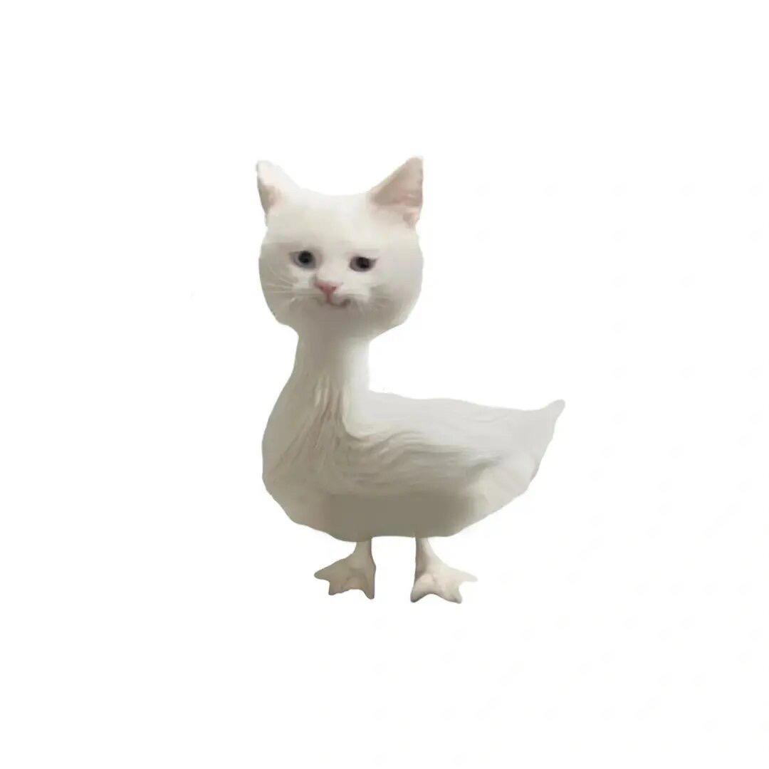 杨琪姗
