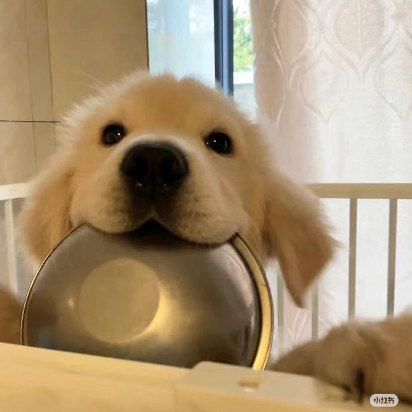 心碎小狗🐕