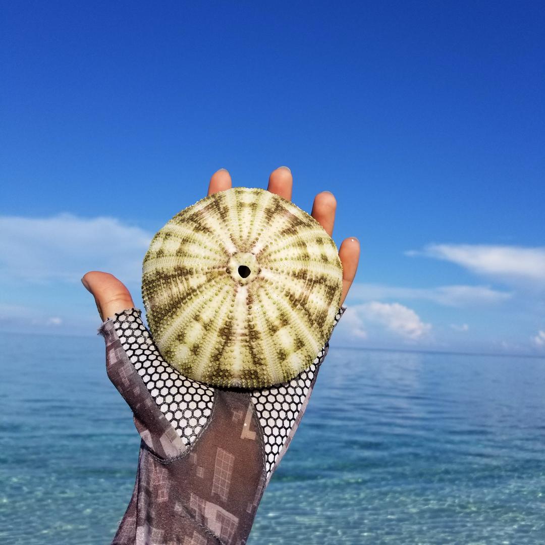 西沙🐙墨斗君