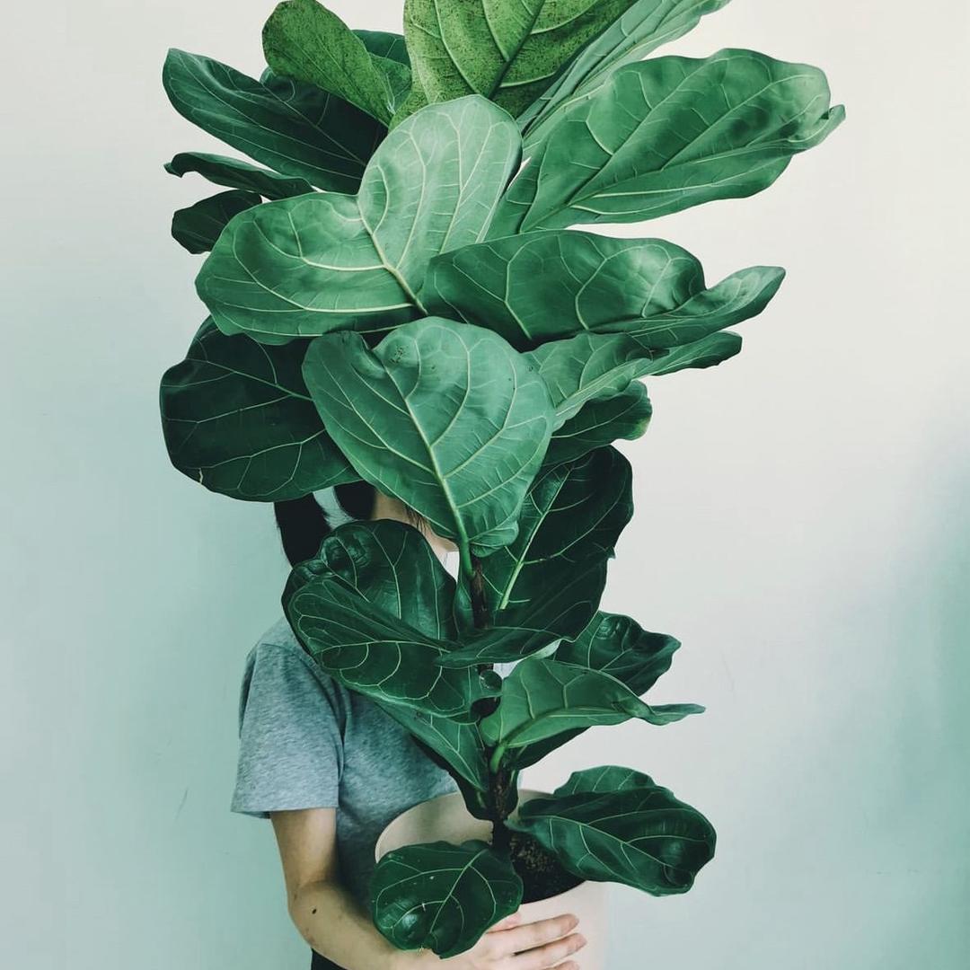 溪林绿植基地