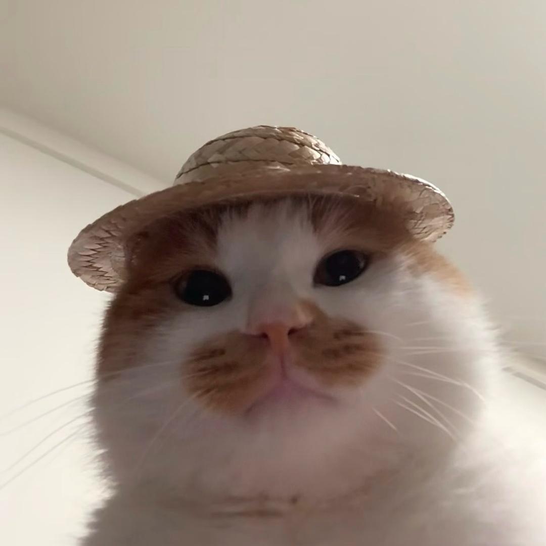 无厘头小猫
