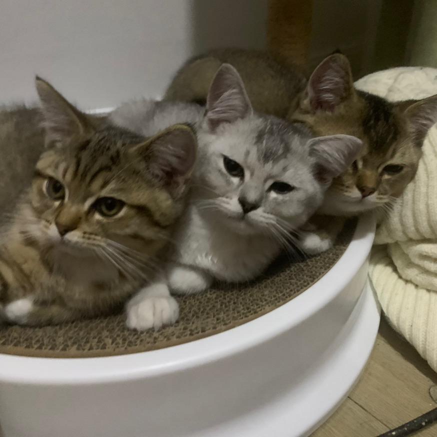 咩噗茶的龙骑士(✧∇✧)