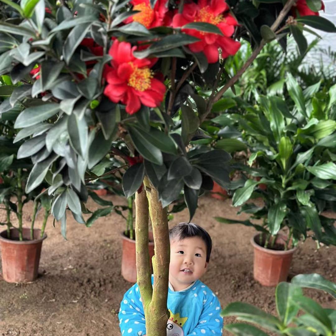 苗苗花卉