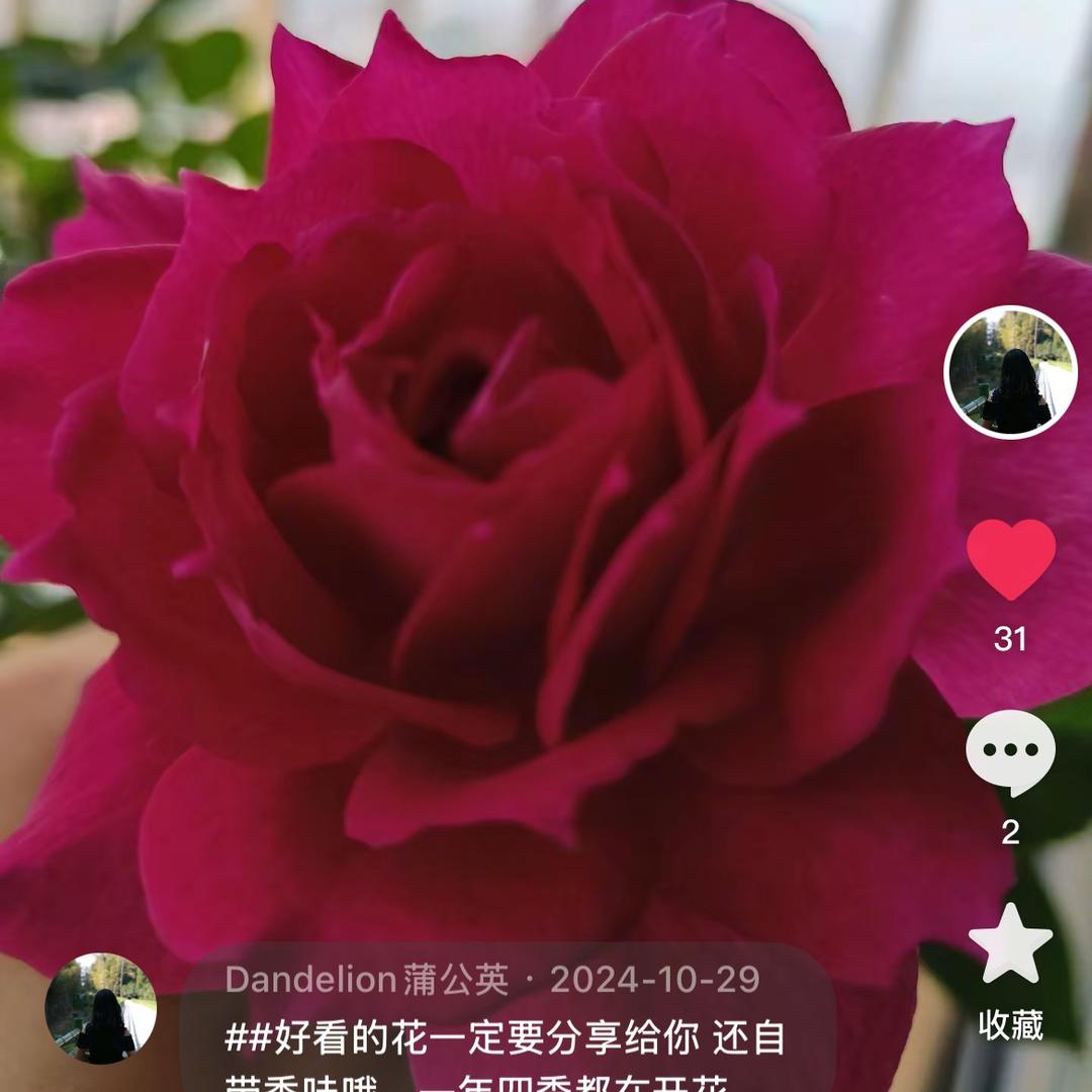 Dandelion蒲公英