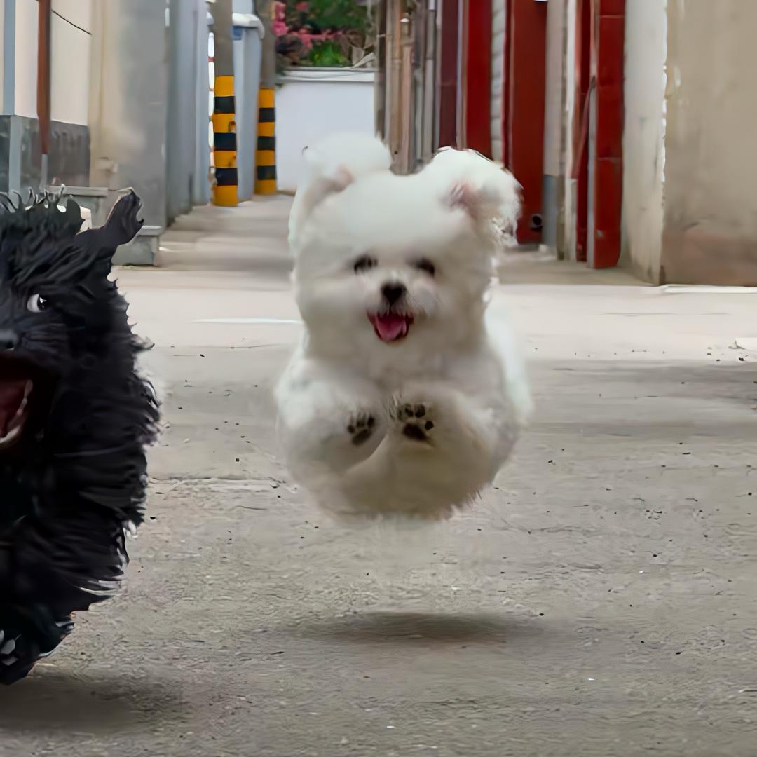 樱桃小丸犊子ⁱˡᵘᵒ