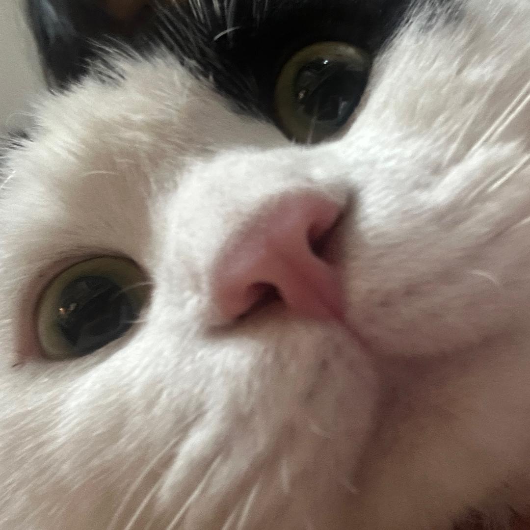 喵牛宝宝藏小铺