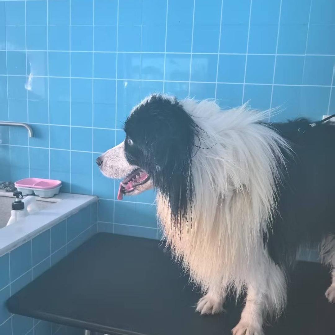 凯撒名犬