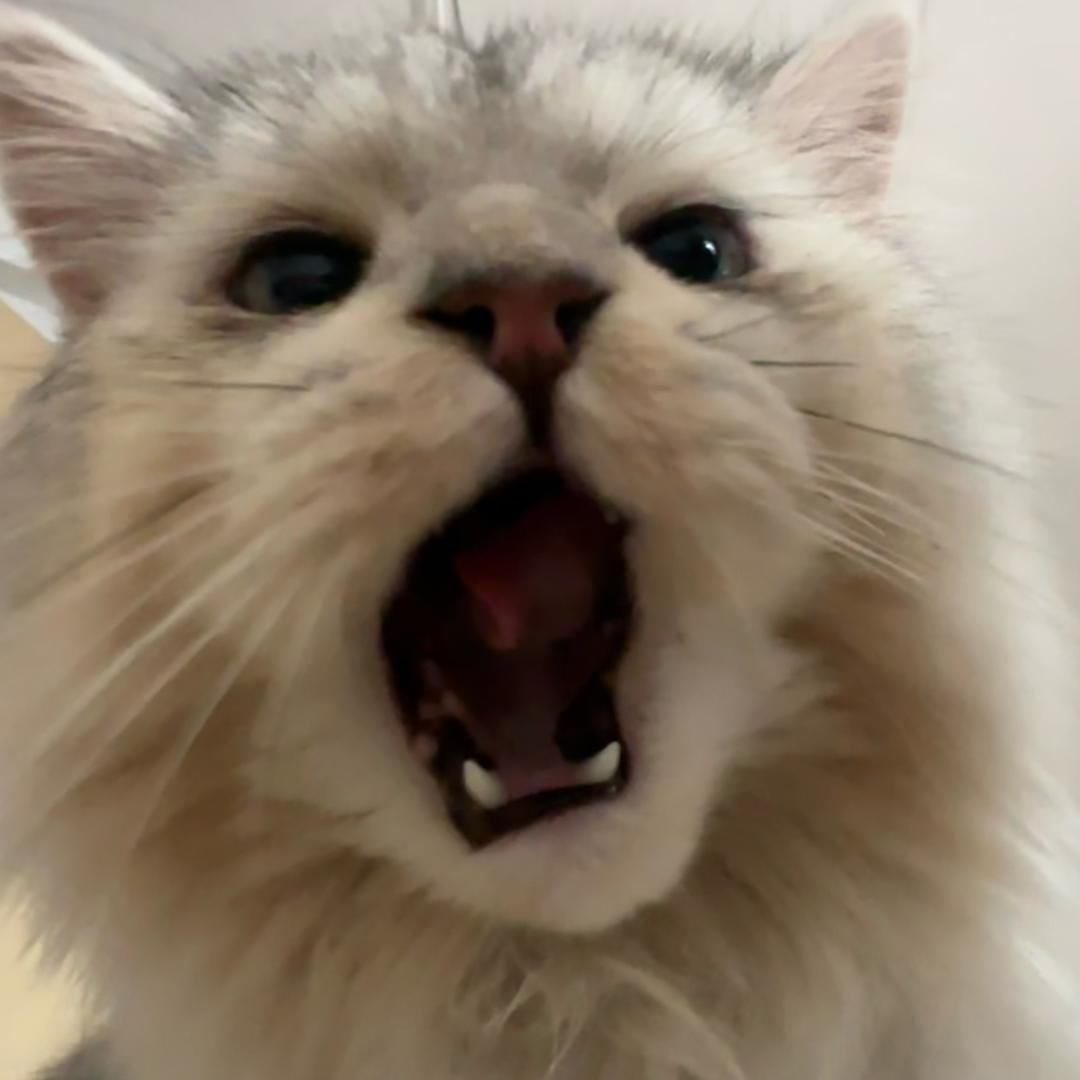 小猫麦穗