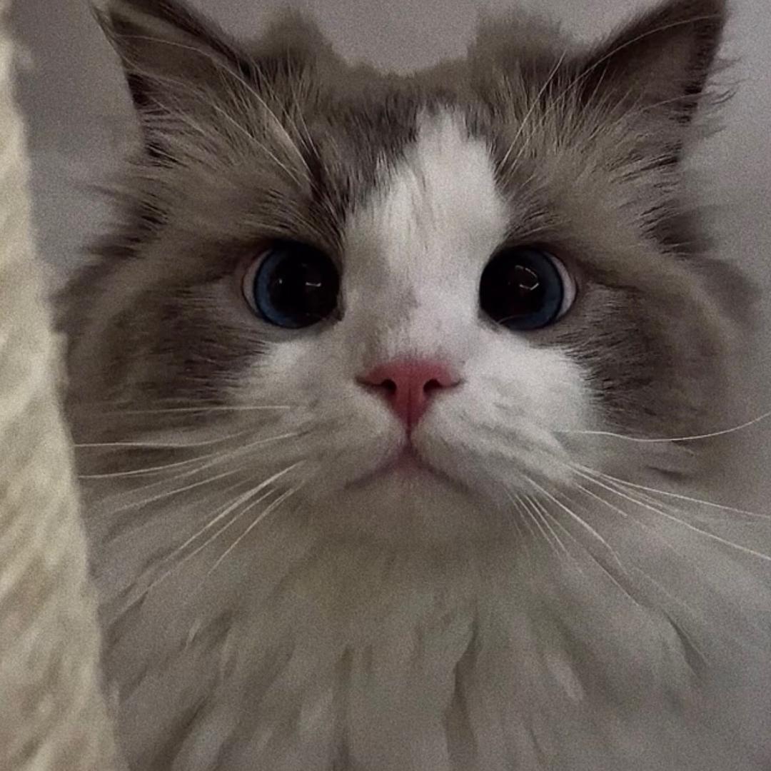 齐胜皮革数码专卖店