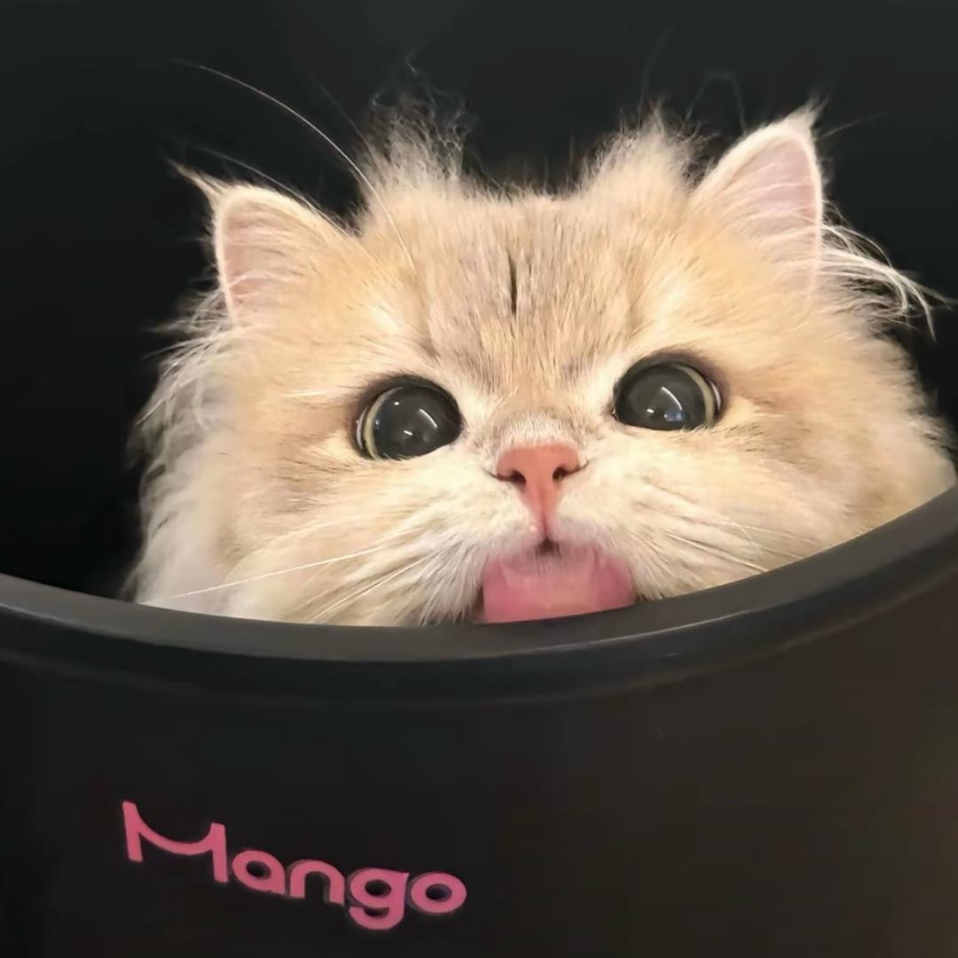 云宝