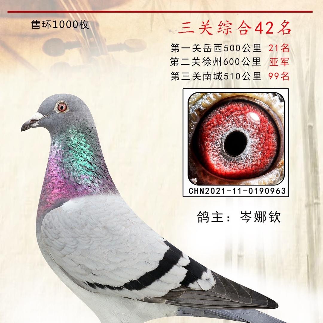 百货信鸽店
