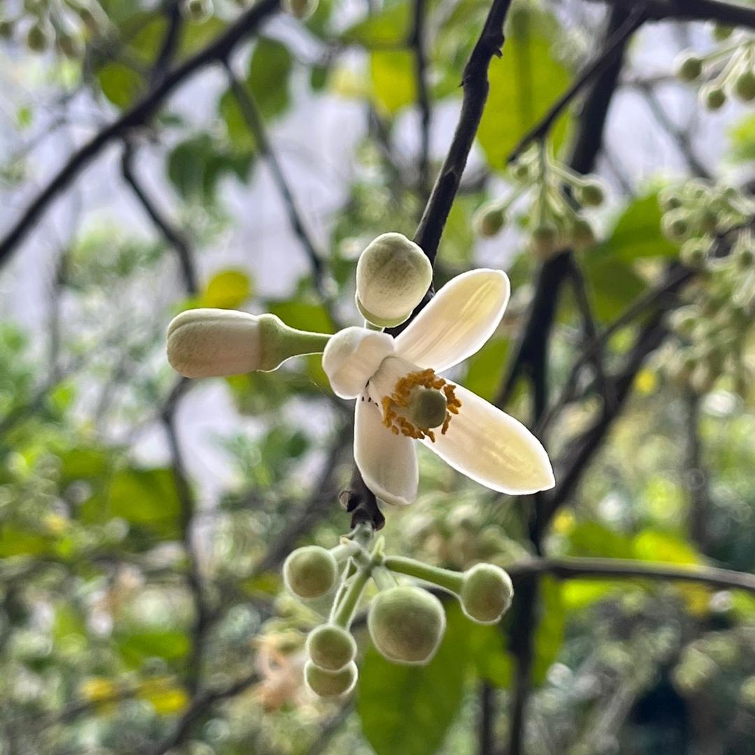 茂名果王化州橘红