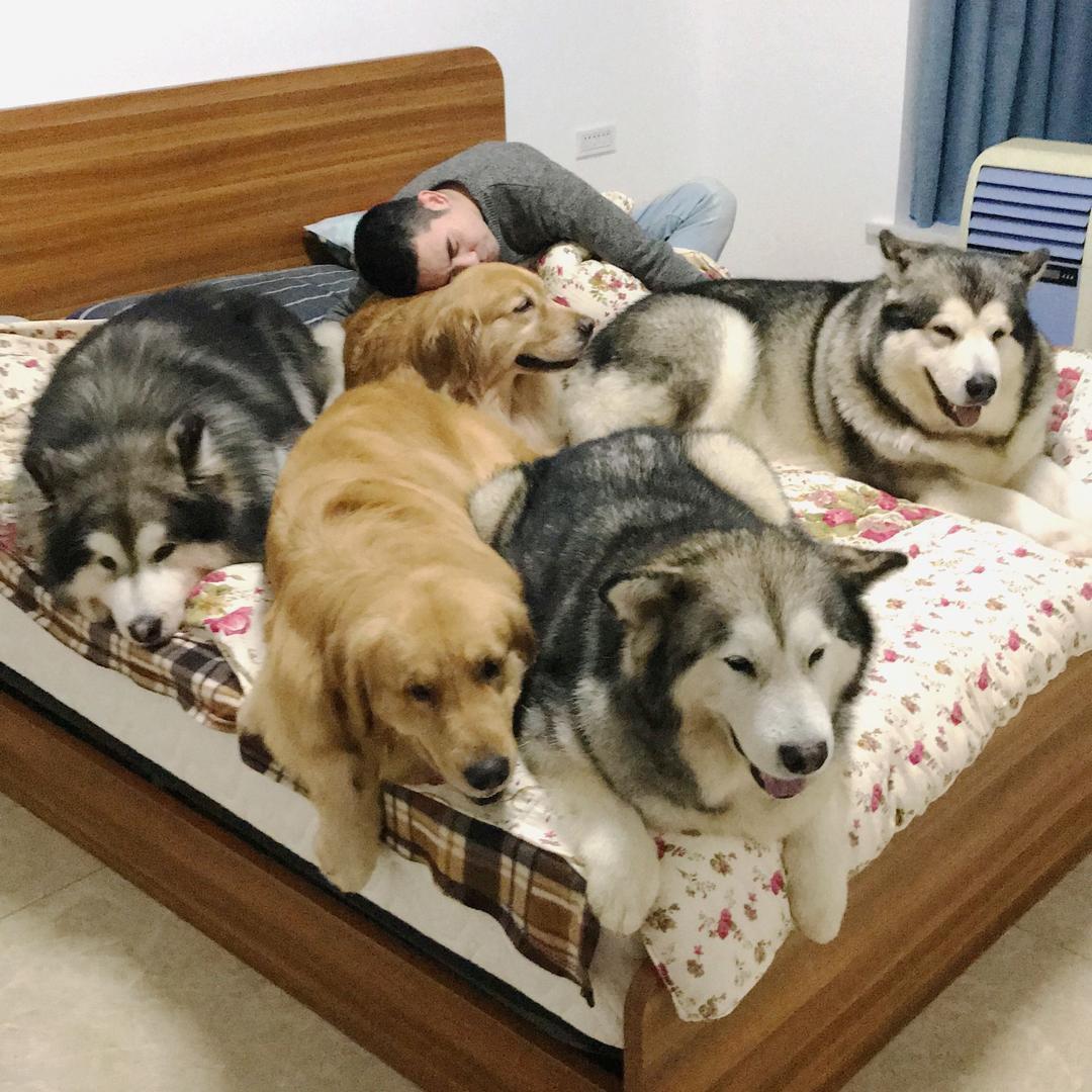 梁彬家的汪星人@抖音