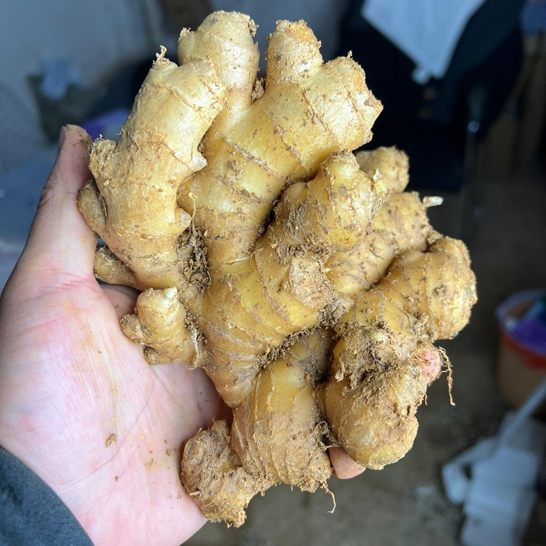 罗平辣农普小黄姜