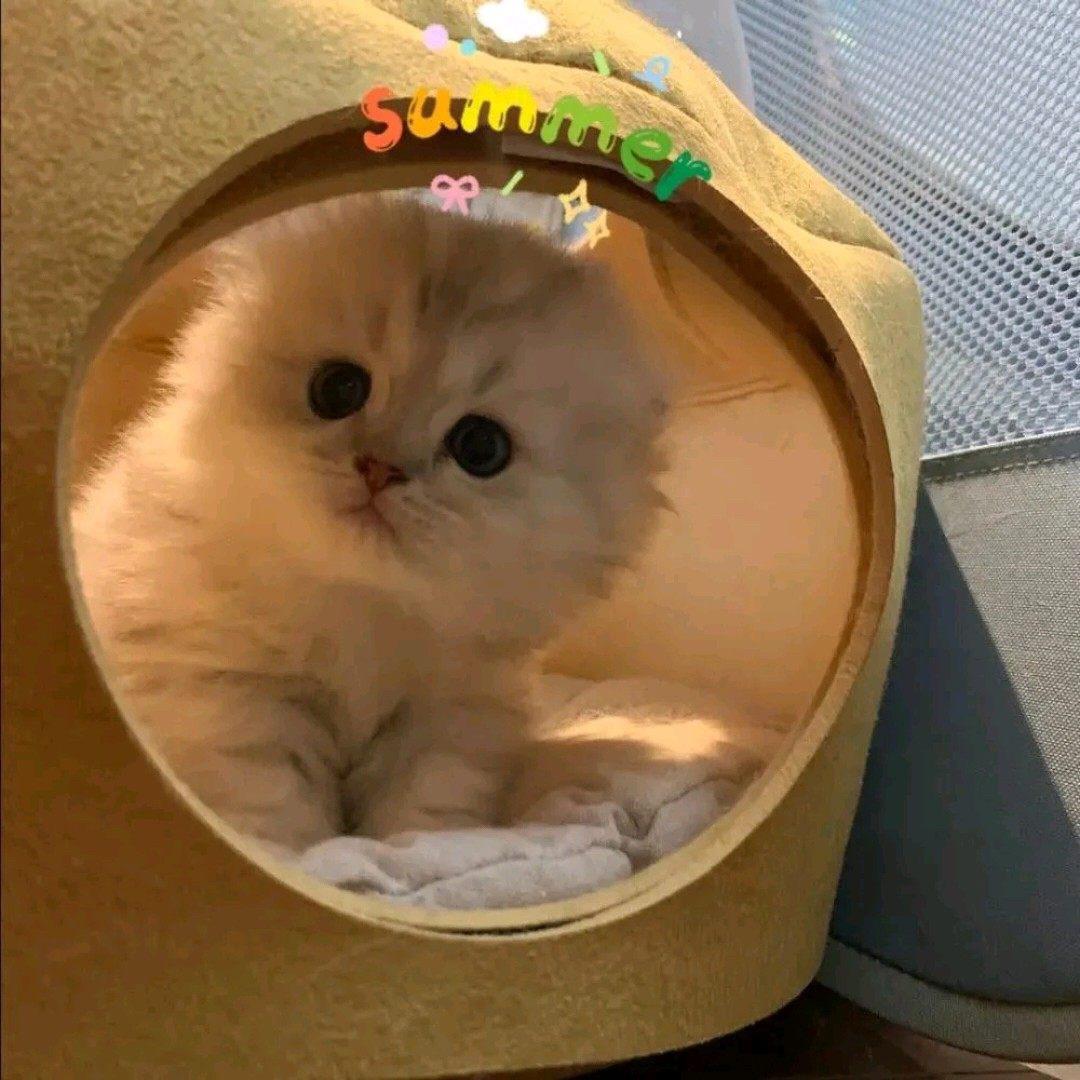 芥末