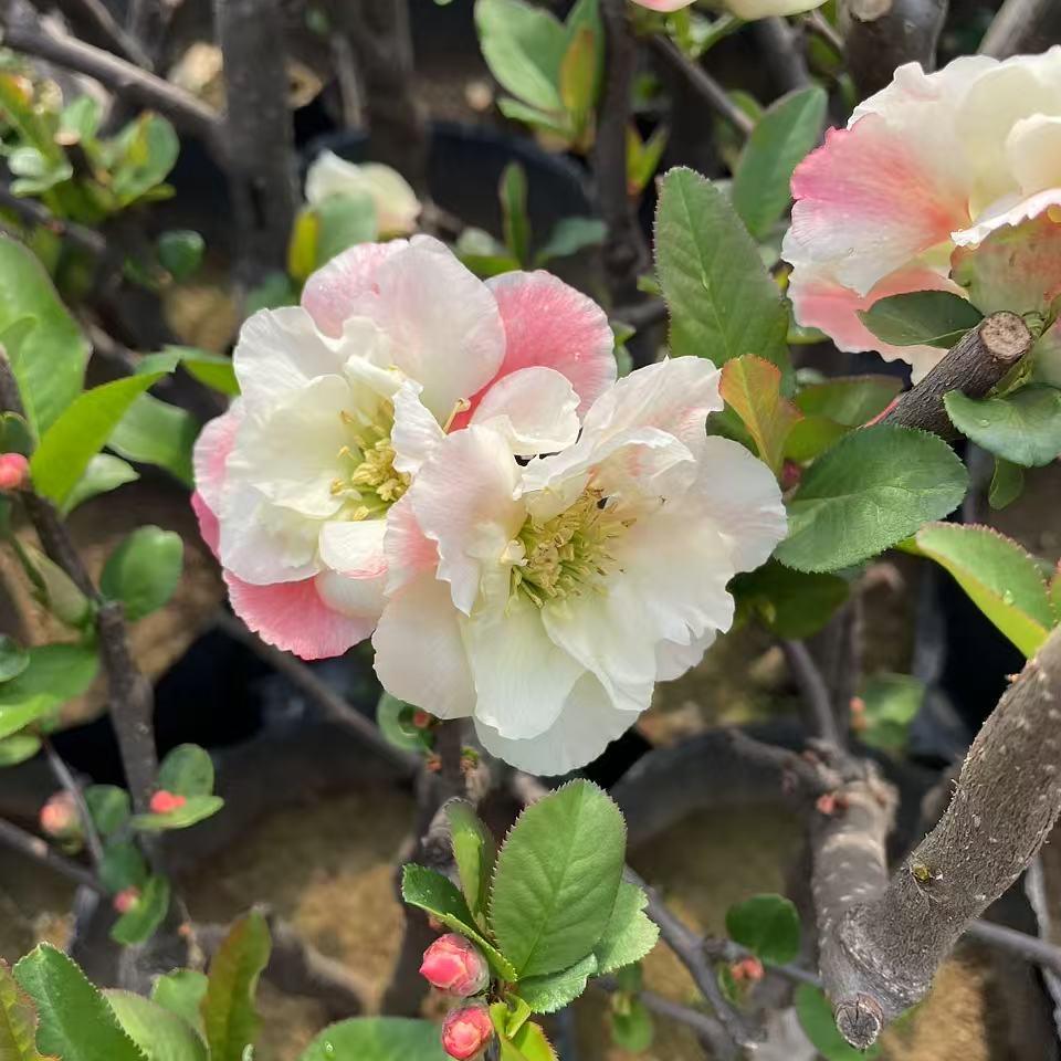 春韵花卉