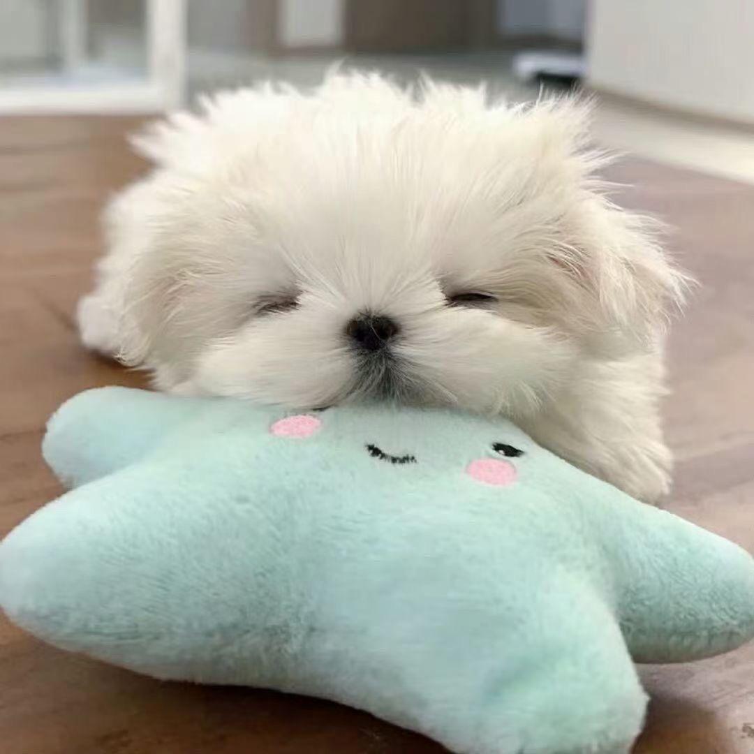 丸蛋啦