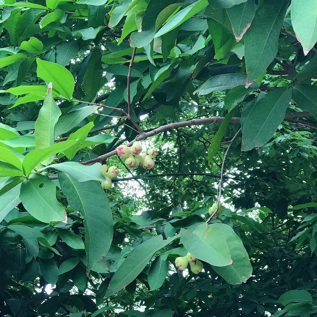 夏天