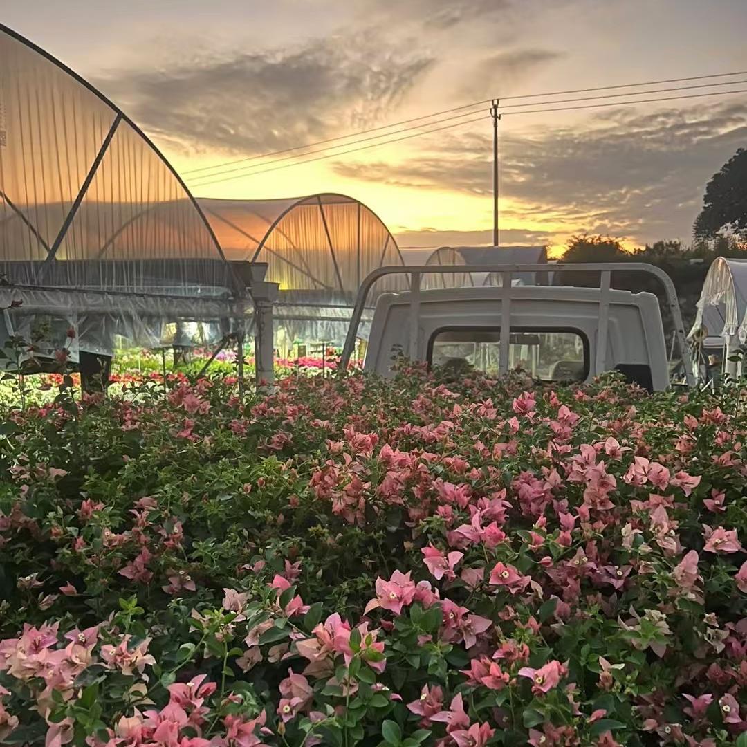 小满庭园花卉