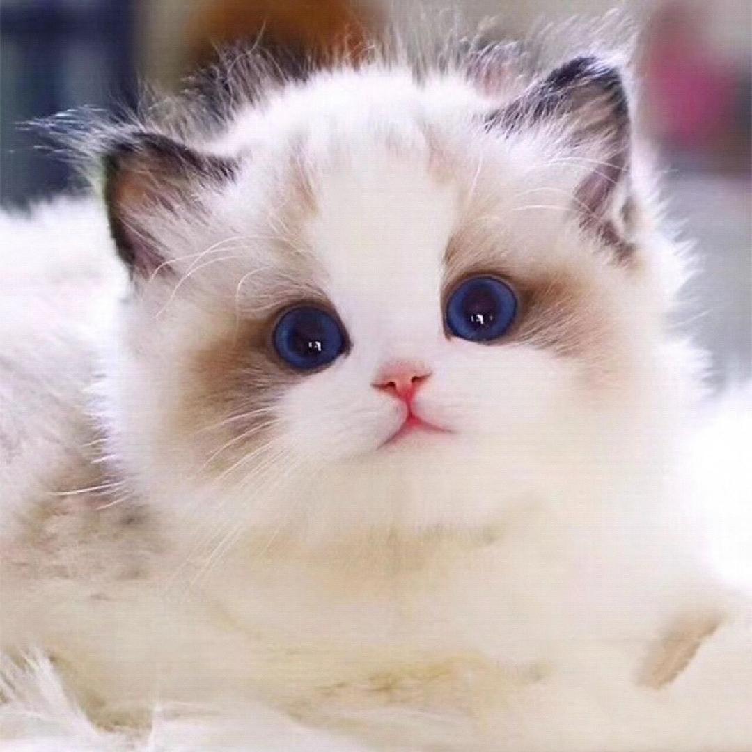 猫小姐多肉园艺