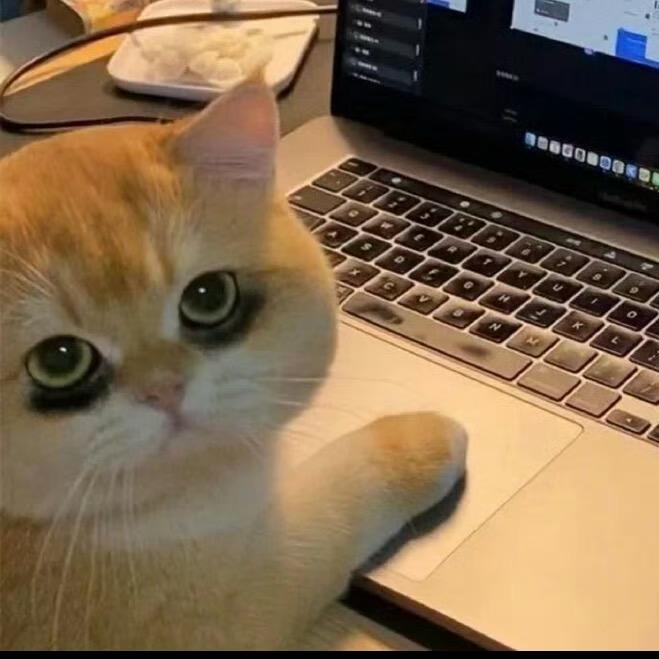 小猫冻干