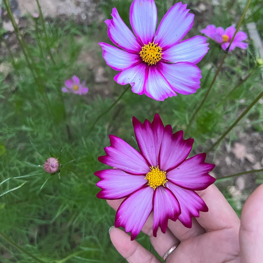 🌈  宋 晨  🌻
