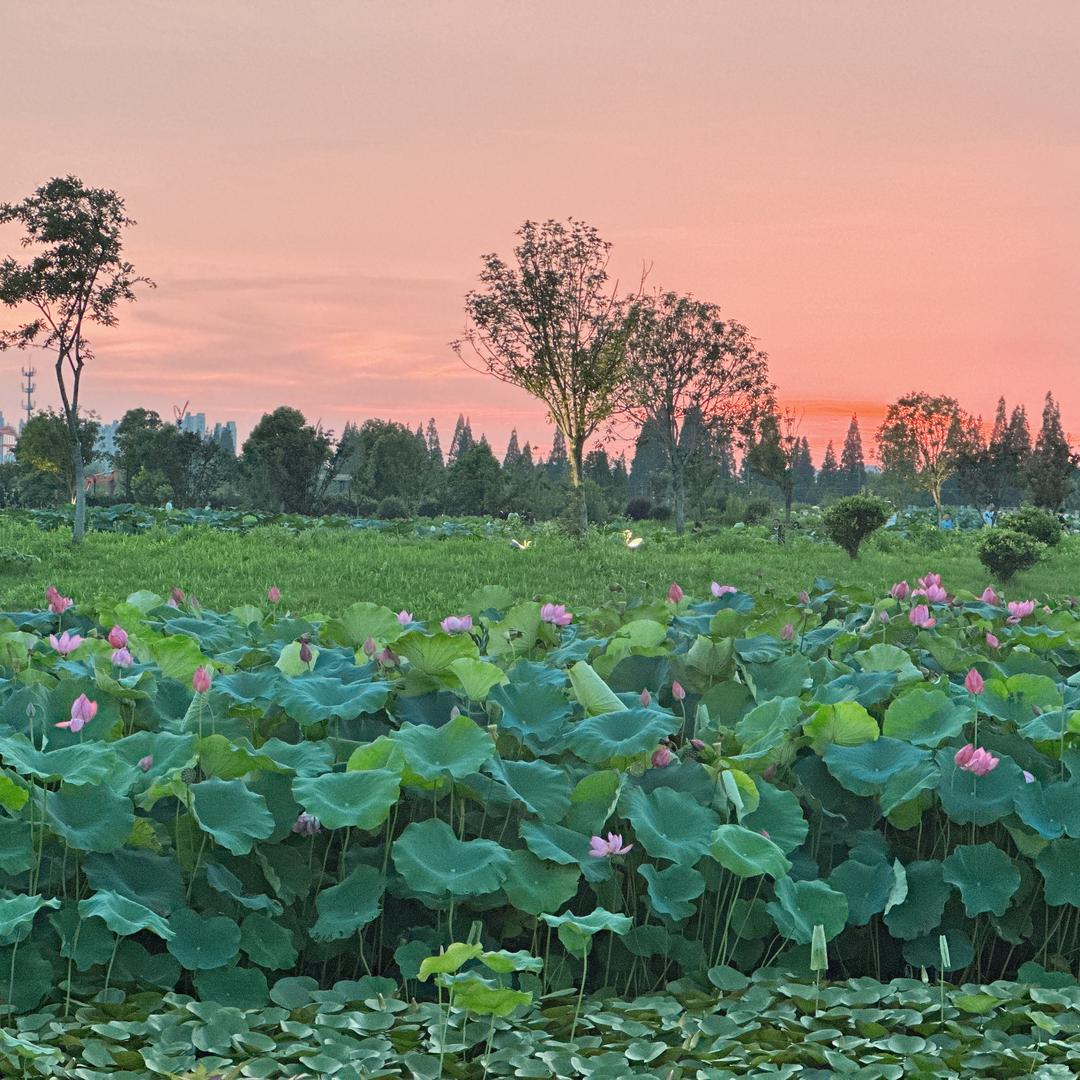 有福气的小趴菜吖
