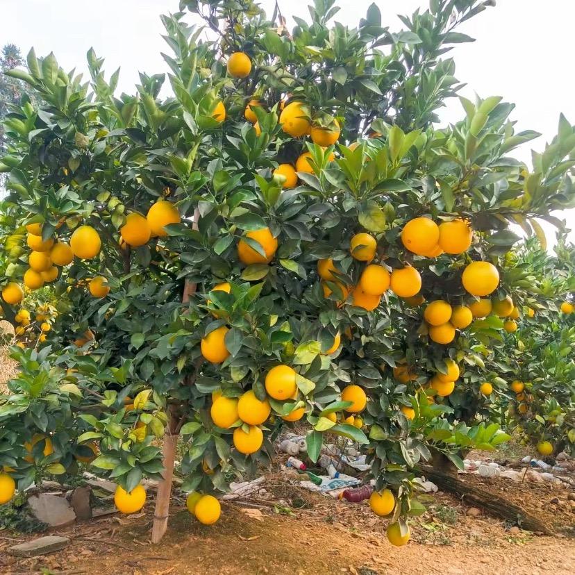 为家乡脐橙代言