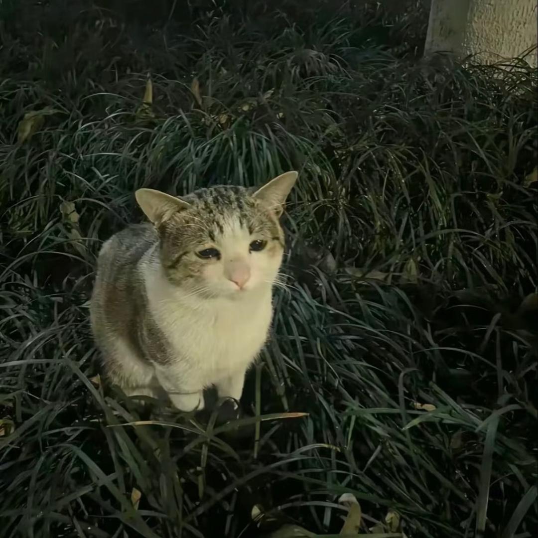 宁宁梦女