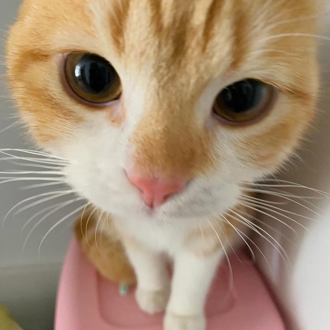 Kitty哥
