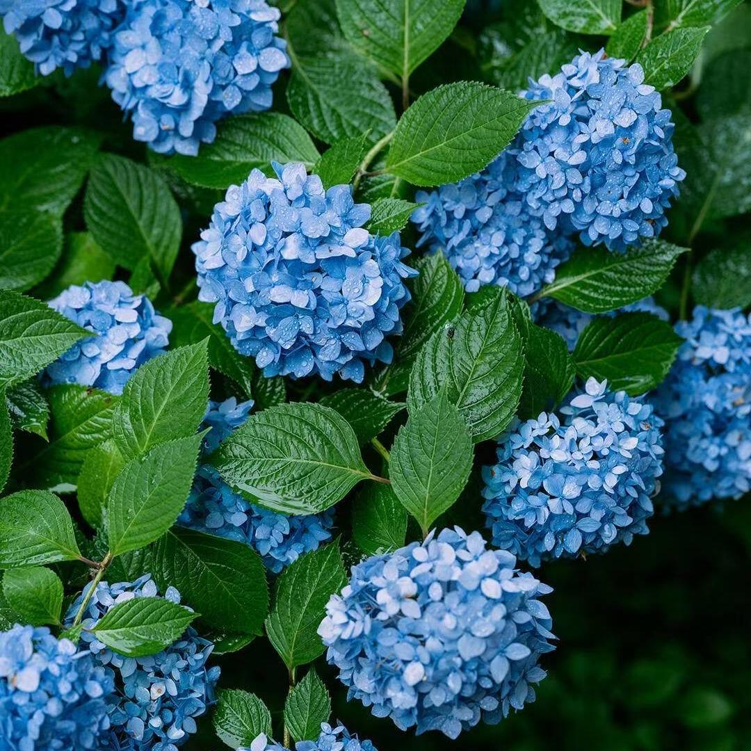 繁花坊